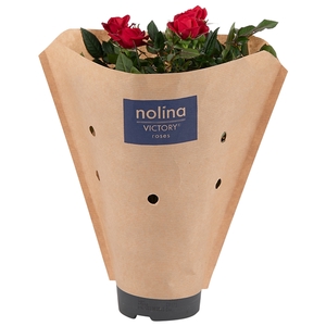 Rosa Victory Red Paper Sleeve