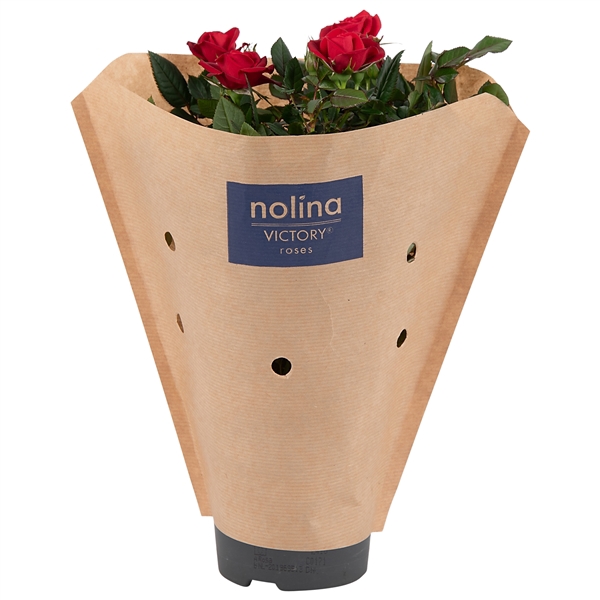 <h4>Rosa Victory Red Paper Sleeve</h4>