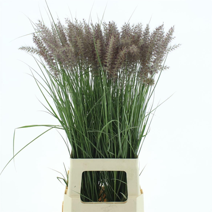 <h4>Pennisetum Karley Roze</h4>
