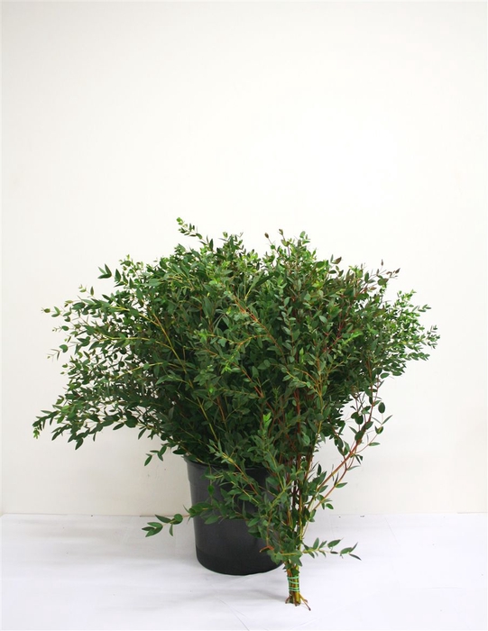 Euca Parvifolia 400 Gram