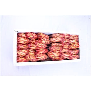 Repens Red ( X 50 St )