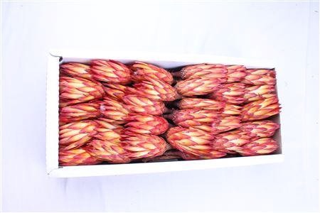 <h4>Repens Red</h4>