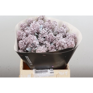 Skimmia Wx Wit