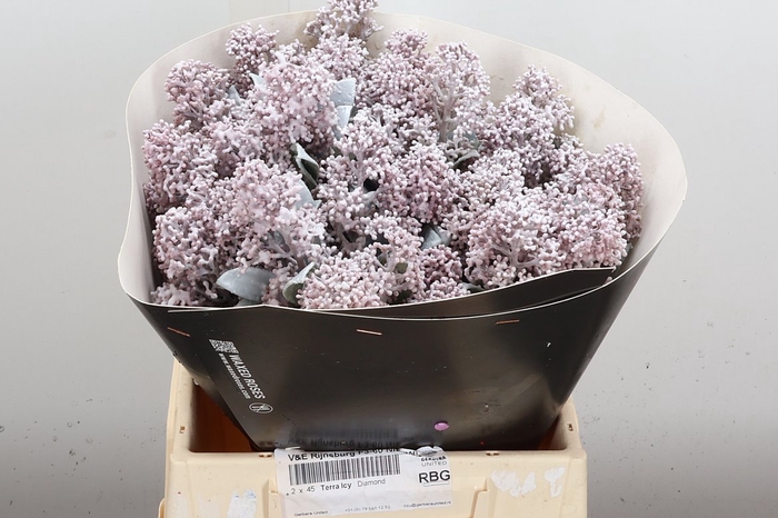 <h4>Skimmia Wx Wit</h4>