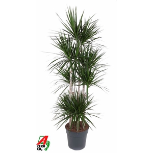 Dracaena