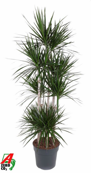 Dracaena