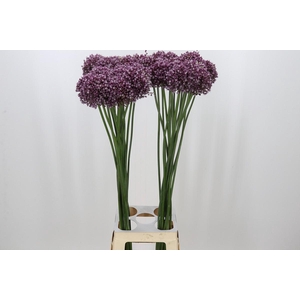 Allium Purple Mystery