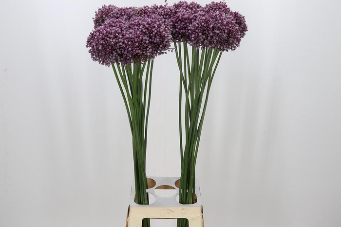 Allium Purple Mystery