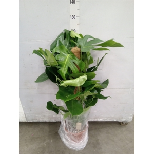 Monstera delic.