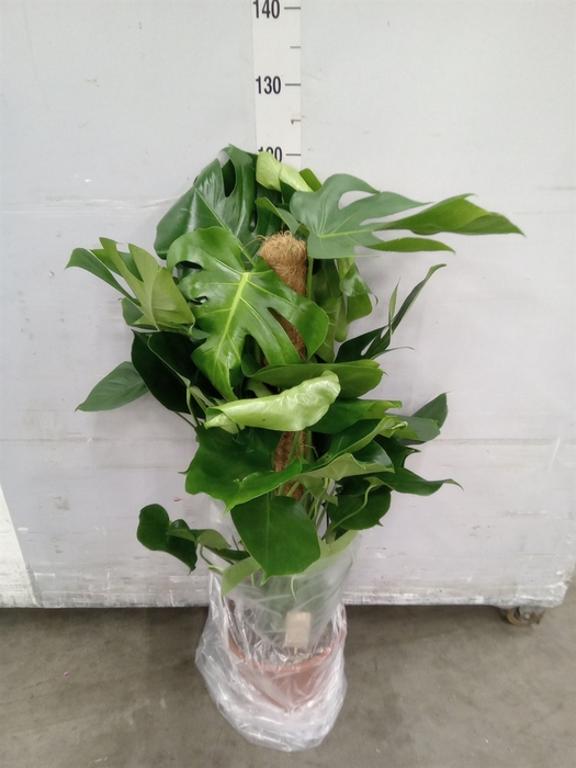 <h4>Monstera delic.</h4>