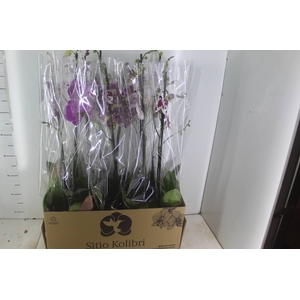 PHALAENOPSIS MIX P12