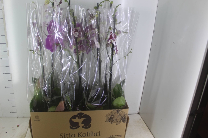 <h4>PHALAENOPSIS MIX P12</h4>