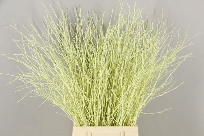 <h4>Betula Bs Paint Crème</h4>
