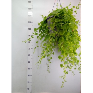 Lophospermum  'Lofos Wine Red'