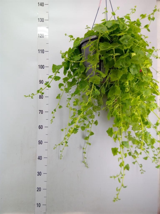 <h4>Lophospermum  'Lofos Wine Red'</h4>