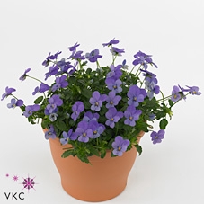 VIO CO END F1 LAVEND