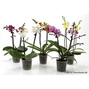 PHALAENOPSIS-HYBRID P9 2 TAK