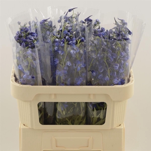 Delphinium EN 'Deldonna Blue'