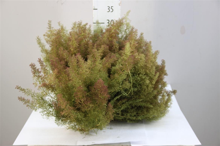 <h4>Mos Seamoss Rood</h4>