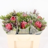Bouquet Promo 1 Venus