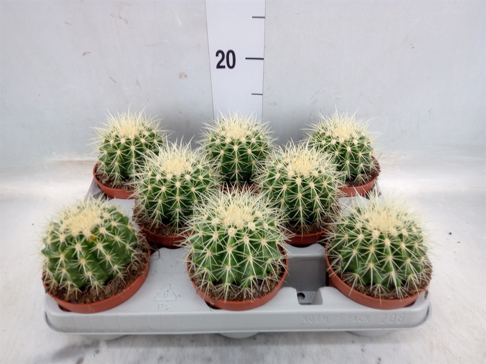 <h4>Echinocactus grusonii</h4>