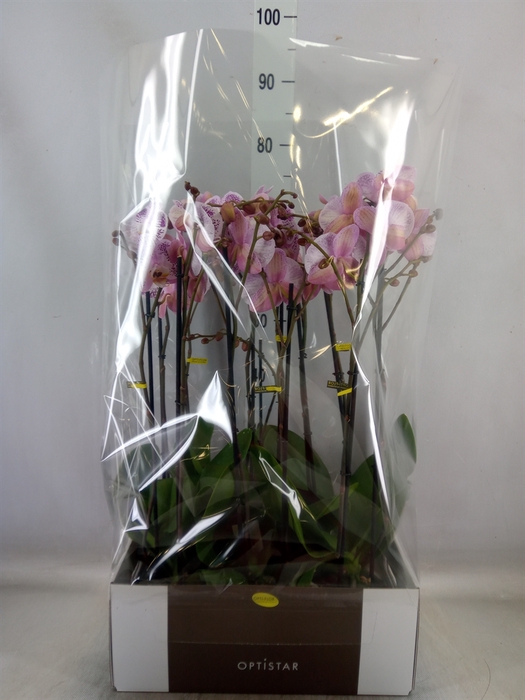 <h4>Phalaenopsis   ...</h4>