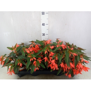 Begonia boliv. 'Beauvilia Salmon'