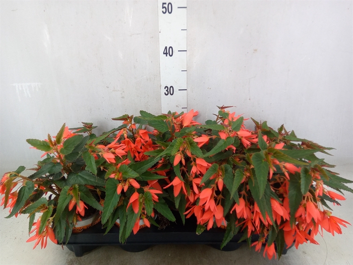 <h4>Begonia boliv. 'Beauvilia Salmon'</h4>