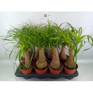 Beaucarnea recurvata