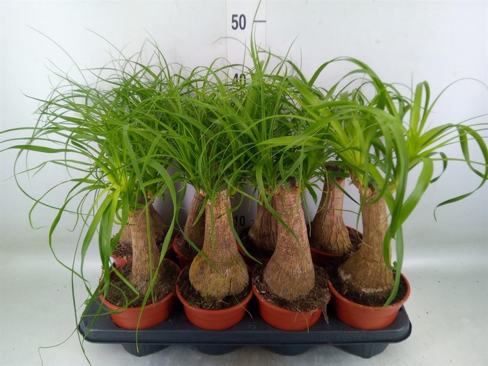 <h4>Beaucarnea recurvata</h4>