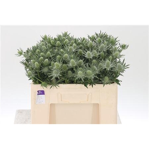 Eryngium Sirius Qstar