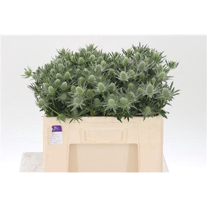 Eryngium Sirius Qstar