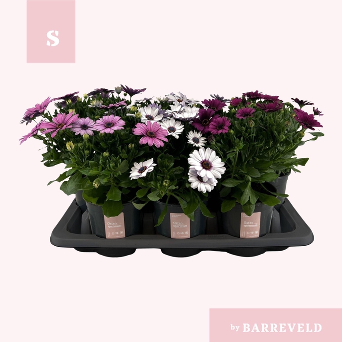 <h4>Osteospermum</h4>