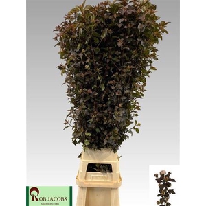 Physocarpus Op Diabolo
