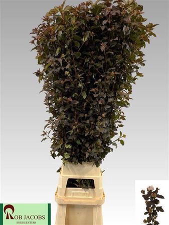 <h4>Physocarpus Op Diabolo</h4>