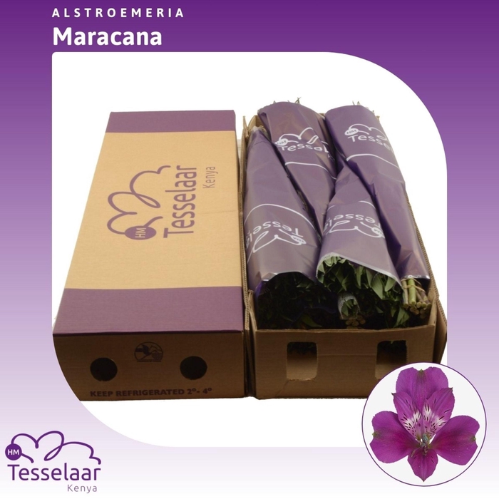 <h4>Alstroemeria Maracana | Heavy Quality</h4>
