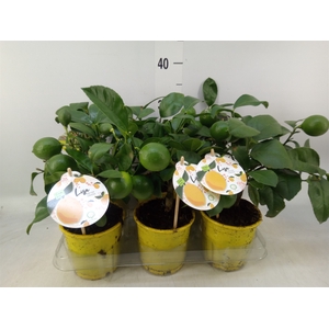 Citrus meyeri 'Meyer'