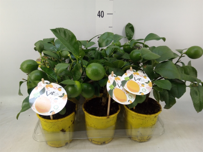 <h4>Citrus meyeri 'Meyer'</h4>