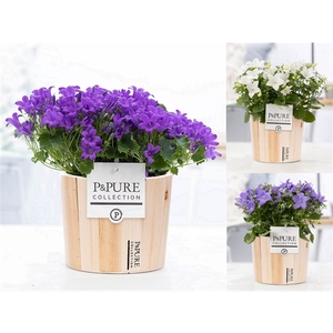 Campanula Mix Pure Wood