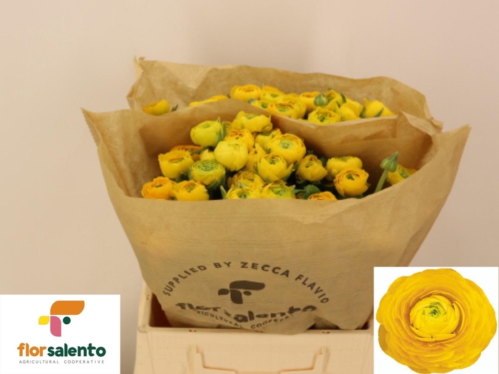 <h4>RAN EL YELLOW</h4>