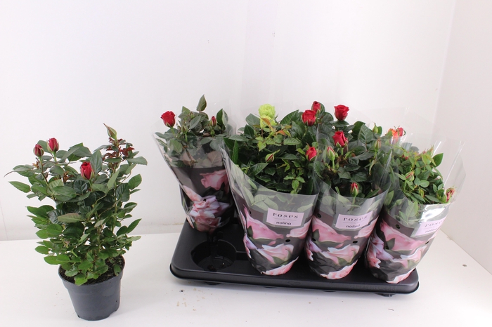 <h4>RO PATHIT GEM 5 SRT</h4>