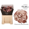PAEONIA BROWNIES x 20