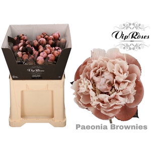 PAEONIA BROWNIES x 20