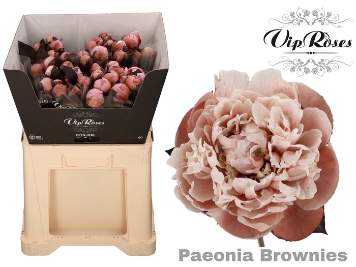 <h4>PAEONIA BROWNIES x 20</h4>