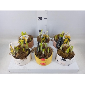 Narcissus 'Tete a tete'