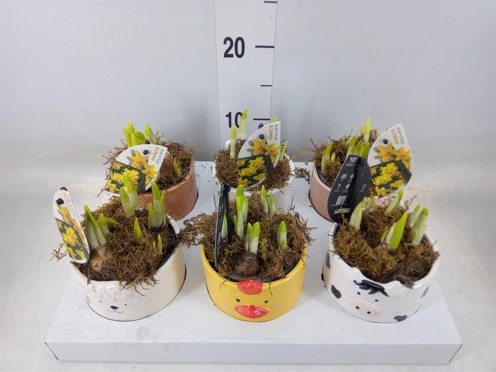 <h4>Narcissus  'Tete a tete'</h4>