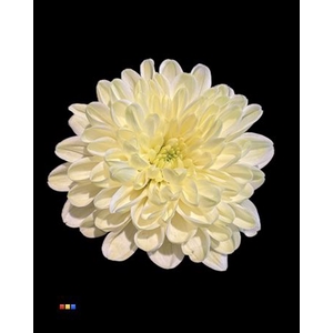 Chr T Altaj Pastel Yellow