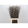 Salix Caprea Snow Flake Premium