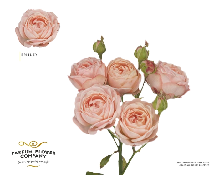Rosa Spray Britney