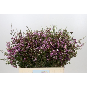 Chamelaucium Eden